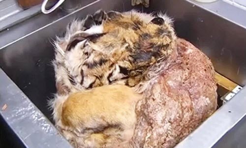 Canh rung ron ben trong nha hang thit ho trai phep