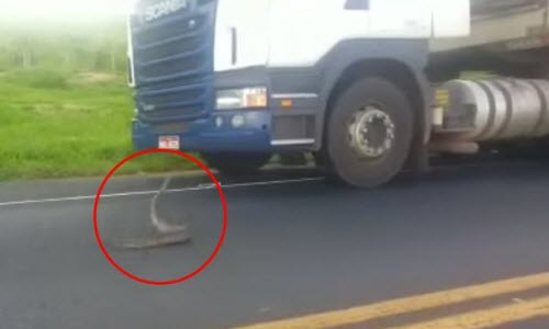 Rắn hổ mang điên cuồng tấn công xe tải trên đường Ran ho mang dien cuong tan cong xe tai tren duong