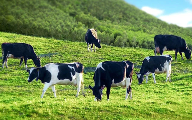 Lothamilk thoái hết 10,18% vốn IDP, cơ hội để Blue Point gom hàng? Lothamilk thoai het 10,18% von IDP, co hoi de Blue Point gom hang?