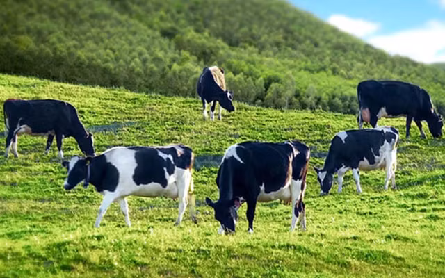 Lothamilk thoai het 10,18% von IDP, co hoi de Blue Point gom hang?