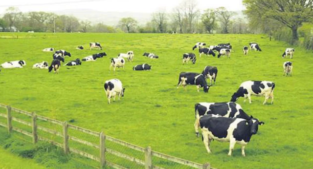 Vilico lên phương án sáp nhập GTNFoods, tham vọng đầu tư 1.700 tỷ làm trang trại bò Vilico len phuong an sap nhap GTNFoods, tham vong dau tu 1.700 ty lam trang trai bo