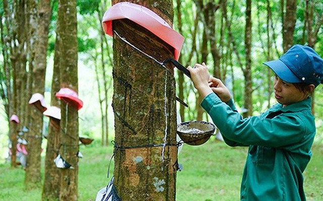 GVR lên kế hoạch lãi giảm 12%, cổ tức hạ về còn 4% GVR len ke hoach lai giam 12%, co tuc ha ve con 4%