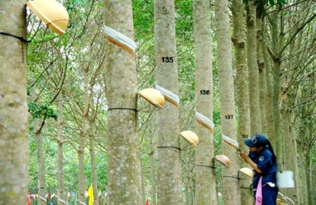 Hưởng lợi từ giá mỏ cao su, GVR báo lãi quý 3 tăng 26% Huong loi tu gia mo cao su, GVR bao lai quy 3 tang 26%