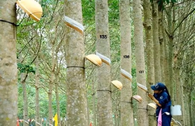 Huong loi tu gia mo cao su, GVR bao lai quy 3 tang 26%