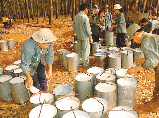 Cao su Ben Thanh bao loi nhuan nam 2020 vuot 3% ke hoach