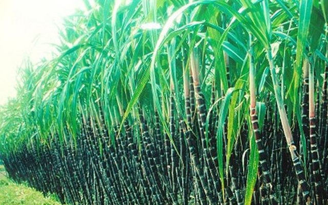 LSS tiep tuc ban 2,3 trieu co phieu quy khi co phieu tang tran