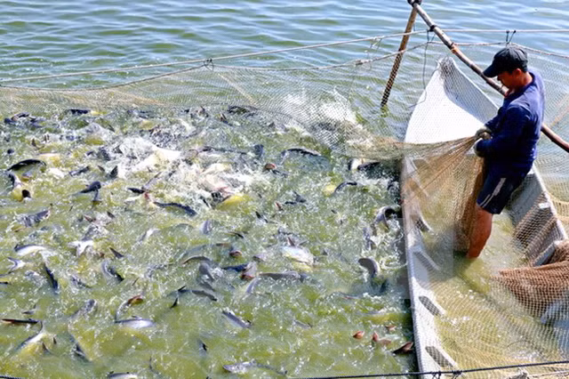 Nho pha chot loi IPA, Thuy san Mekong thoat lo trong quy 3