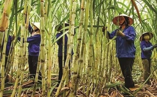 Cổ phiếu mía đường mang về vị ngọt cho cổ đông kiên nhẫn - Hình 2 Co phieu mia duong mang ve vi ngot cho co dong kien nhan-Hinh-2