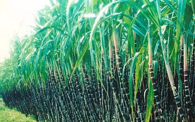 Mia Duong Lam Son dieu chinh giam 46% ke hoach loi nhuan