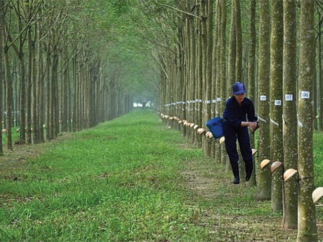 Cao su Phước Hoà báo lãi quý 4 đột biến nhờ tiền đền bù KCN Nam Tân Uyên Cao su Phuoc Hoa bao lai quy 4 dot bien nho tien den bu KCN Nam Tan Uyen