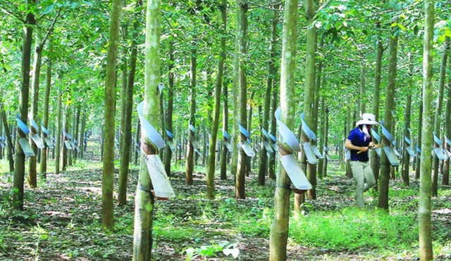 Cao su Đồng Phú sắp đem hết cổ phiếu quỹ ra chốt lời Cao su Dong Phu sap dem het co phieu quy ra chot loi