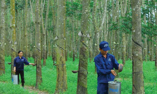 Cao su Tây Ninh báo lợi nhuận quý 2 ảm đạm Cao su Tay Ninh bao loi nhuan quy 2 am dam