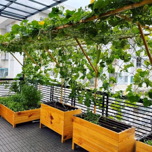 Ngam biet thu 40 ty cua Le Hoang - The Men voi vuon rau xanh muot-Hinh-4