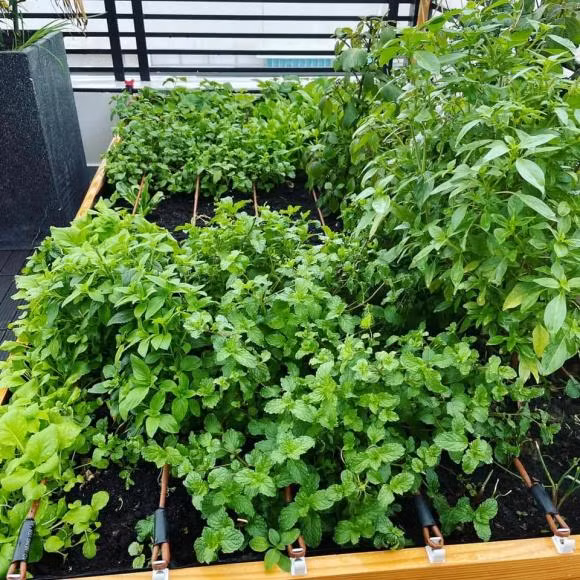 Ngam biet thu 40 ty cua Le Hoang - The Men voi vuon rau xanh muot-Hinh-9