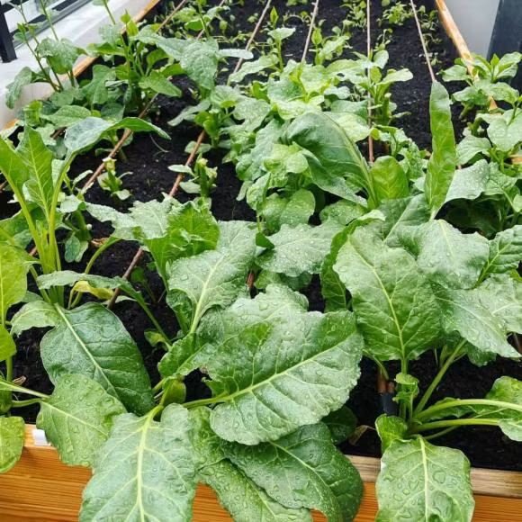 Ngam biet thu 40 ty cua Le Hoang - The Men voi vuon rau xanh muot-Hinh-7