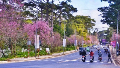 Đà Lạt khởi động mùa xuân bằng Lễ hội hoa mai anh đào từ ngày 16/1
