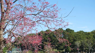 Giáp Tết Bính Ngọ 2026, du khách đổ về Đà Lạt ngắm mai anh đào