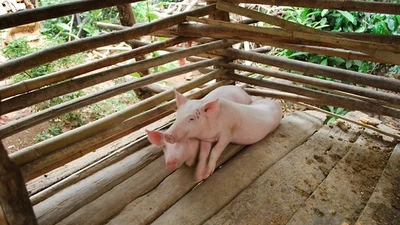 Vĩnh Long kích hoạt 20 chốt chặn kiểm soát phòng chống dịch tả lợn châu Phi