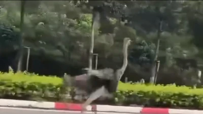 TP HCM: Vây bắt thành công "Chim khổng lồ" lao vút trên đường phố