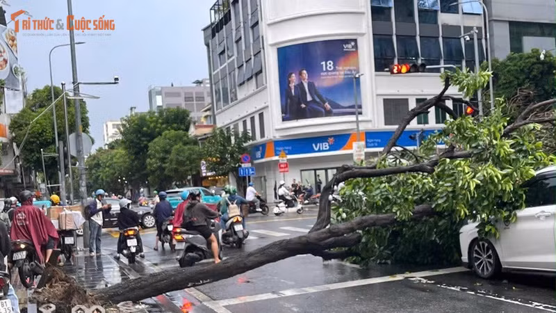 Gió lớn làm cây đổ, gây ùn tắc trên đường Điện Biên Phủ TP HCM
