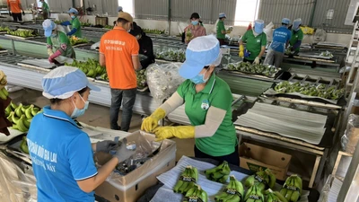 HAGL thắng lớn nhờ chuối và sầu riêng, lãi hơn 1.300 tỷ sau 9 tháng