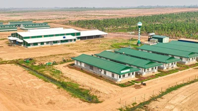 HAGL Agrico âm 18 quý liên tiếp, nâng lỗ lũy kế tiến gần 9.800 tỷ đồng