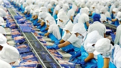 Bất chấp thuế Mỹ, “nữ hoàng cá tra” Vĩnh Hoàn lãi vọt 33% quý 3