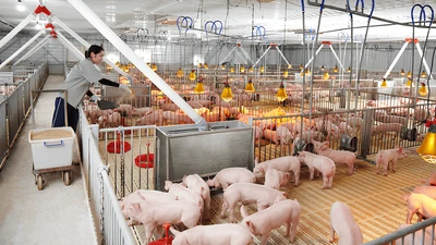 Dabaco bị phạt 385 triệu đồng do vi phạm công bố thông tin