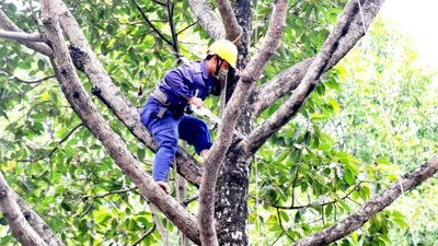 Gói thầu cây xanh tại Cần Giuộc: Tiêu chí “tạo hình” gây hạn chế nhà thầu?