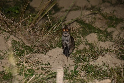 Thức ăn chủ yếu của cầy hương bao gồm các loài động vật như chuột, sóc, chim nhỏ, thằn lằn, sâu bọ, trứng... Ngoài ra, chúng còn ăn các loại hoa quả, rễ cây non. Ảnh: Dmitry Ivanov.