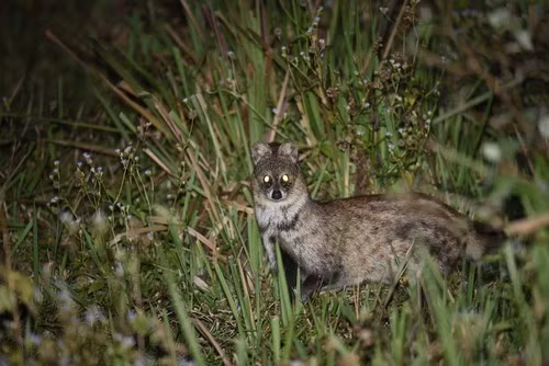 Khi trưởng thành, mỗi cá thể cầy hương có thân dài khoảng 55 - 75 cm, đuôi dài khoảng 35 - 50 cm và cân nặng khoảng 2 - 4 kg. Chúng có bộ lông với màu hung hung nâu vàng tới xám. Hai tai và mõm hơi đen, phần hông có các vệt (hay đốm) đen mờ xếp thành hàng chạy dọc từ vai xuống mông (phần mông rõ nét hơn). Cầy hương có 4 chân ngắn, màu đen. Ảnh: Dmitry Ivanov.