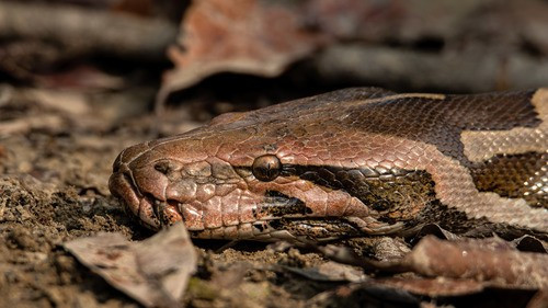 Sau đó, Hạt Kiểm lâm Kỳ Anh phối hợp với chính quyền xã Kỳ Anh và gia đình anh Hiệp tổ chức bàn giao cá thể trăn đất quý hiếm cho Vườn Quốc gia Vũ Quang chăm sóc trước khi thả về tự nhân. Ảnh: Uday Agashe.