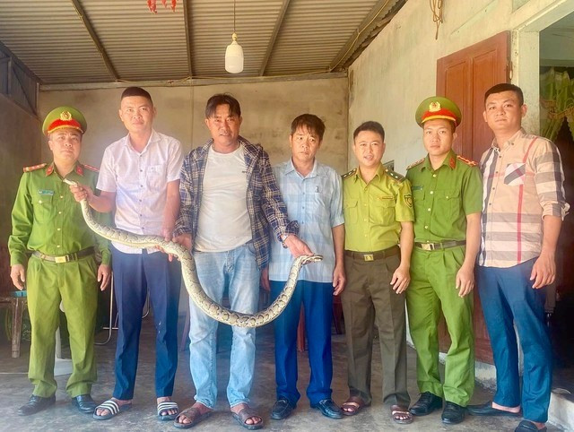 Vào chiều ngày 13/9, anh Nguyễn Tiến Cường (trú thôn Phú Tân, xã Kỳ Anh) phát hiện và bắt được một con trăn lớn nằm trong ruộng trong lúc thu hoạch lúa. Ảnh: suckhoedoisong.