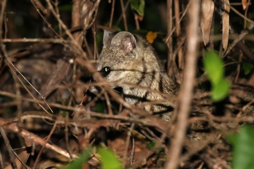 Cầy hương hay còn gọi cầy vòi, chồn hương, cầy vòi hương có tên khoa học là Viverricula indica. Thuộc họ Cầy, loài này phân bố ở khu vực Đông Nam Á (bao gồm cả quần đảo Indonesia), Ấn Độ, Trung Quốc... Ảnh: Martin Grimm.