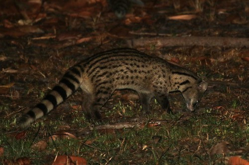 Tất cả các loài động vật trên đều là động vật rừng thuộc nhóm IIB (động vật rừng nguy cấp, quý, hiếm được ưu tiên bảo vệ). Ảnh: Martin Grimm.