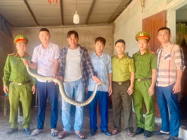 Vào chiều ngày 13/9, anh Nguyễn Tiến Cường (trú thôn Phú Tân, xã Kỳ Anh) phát hiện và bắt được một con trăn lớn nằm trong ruộng trong lúc thu hoạch lúa. Ảnh: suckhoedoisong.