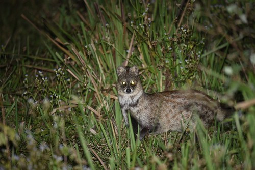 Khi trưởng thành, mỗi cá thể cầy hương có thân dài khoảng 55 - 75 cm, đuôi dài khoảng 35 - 50 cm và cân nặng khoảng 2 - 4 kg. Chúng có bộ lông với màu hung hung nâu vàng tới xám. Hai tai và mõm hơi đen, phần hông có các vệt (hay đốm) đen mờ xếp thành hàng chạy dọc từ vai xuống mông (phần mông rõ nét hơn). Cầy hương có 4 chân ngắn, màu đen. Ảnh: Dmitry Ivanov.