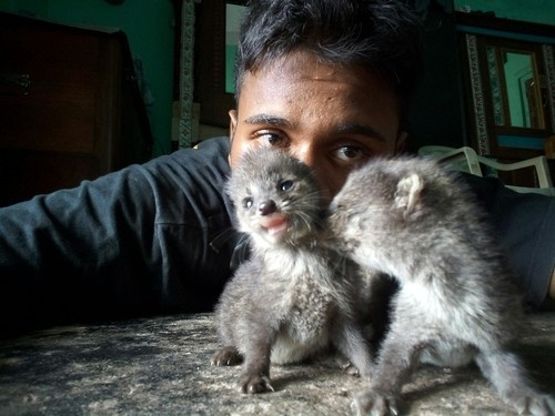 Loài cầy hương sống trên mặt đất và chủ yếu sinh sống trong các khu vực rậm cỏ hay cây bụi thấp như nương rẫy ven suối. Ảnh: Shrikant Gharbidi.