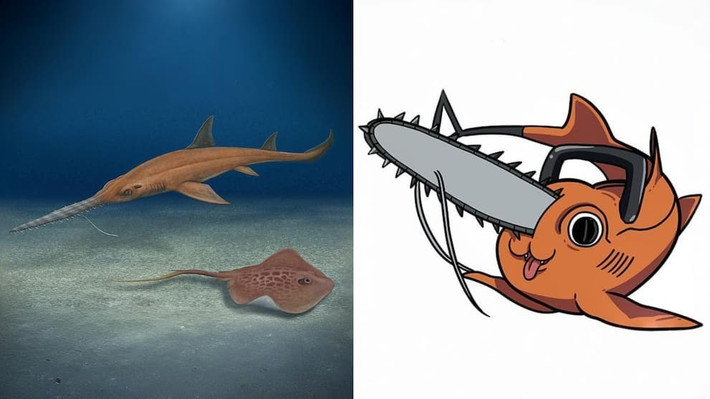 Phần mõm có răng cưa của loài cá mập này gợi liên tưởng đến hình dạng lưỡi cưa máy, khiến các nhà khoa học lấy cảm hứng đặt tên theo “Pochita”, nhân vật có lưỡi cưa trên đầu trong bộ truyện nổi tiếng của tác giả Tatsuki Fujimoto. Ảnh: lacuarta.com.