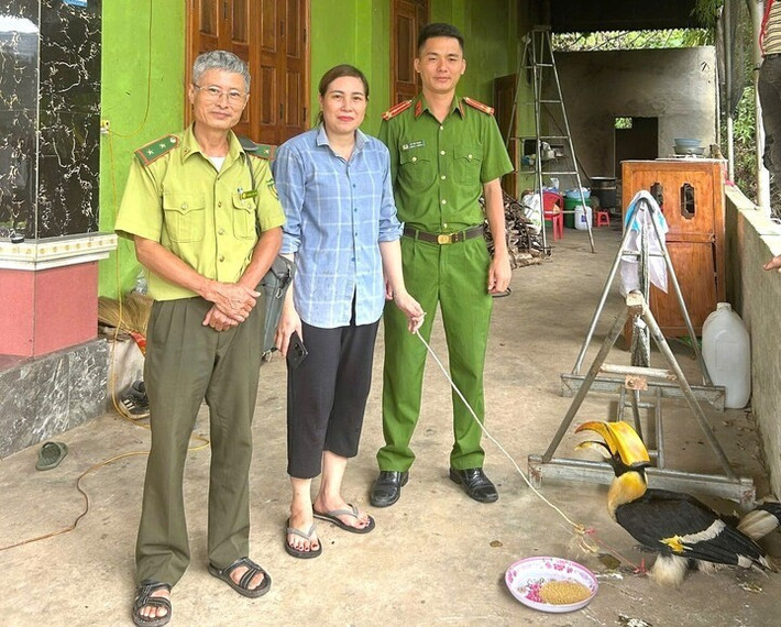 Ngày 8/10, Công an xã Tân Kỳ (Nghệ An) phối hợp với Hạt Kiểm lâm Tân Kỳ và UBND xã tiến hành thả một cá thể chim hồng hoàng quý hiếm về môi trường tự nhiên. Ảnh: Báo Văn hóa.