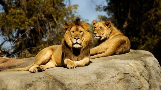 Surachai Rangkharasamee, em trai của ông Jian, chia sẻ anh trai đã làm công việc chăm sóc những con sư tử và hổ của vườn thú trong gần 20 năm. Ảnh: Representational image.