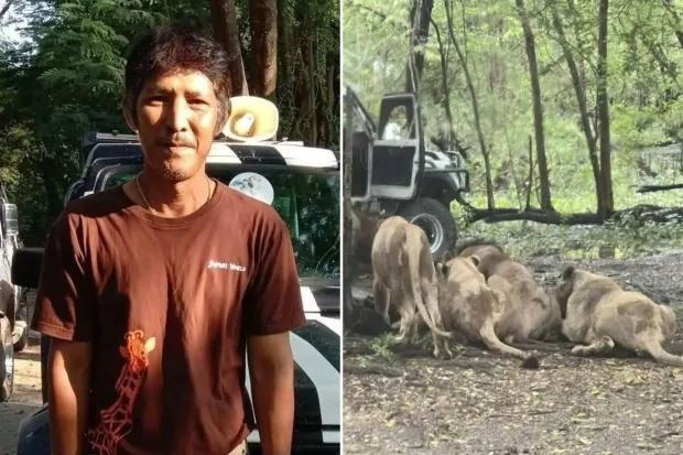 Ngay sau đó, những con sư tử khác cũng lao vào tấn công nhân viên vườn thú Jian. Sự việc diễn ra trong 15 phút khiến các du khách có mặt tại đó kinh hãi, la hét với hy vọng đuổi được đàn sư tử đi để giải cứu ông Jian. Ảnh: the-sun.com.