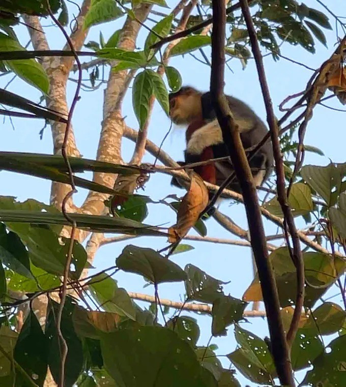 Theo quan sát, cá thể voọc 7 màu có khả năng là con đực trưởng thành, trọng lượng khoảng 6 - 8 kg. Nó có bộ lông mượt, dày, rậm, cực kỳ sặc sỡ, kết hợp nhiều màu sắc như nâu, xám, trắng, đen, đỏ, vàng, tím. Trên khuôn mặt của voọc có bộ râu màu trắng, vàng dài đẹp mắt. Ảnh: SGGP.