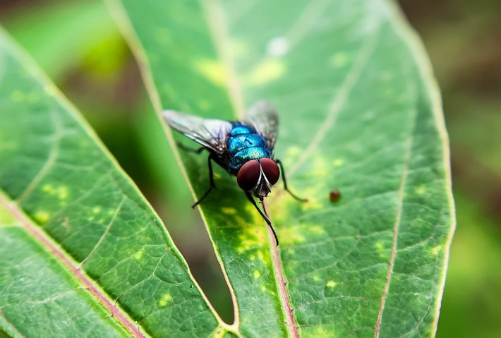 Giòi ăn thịt gây thiệt hại nặng nề cho đàn gia súc và động vật hoang dã. Mặc dù ca nhiễm ở người tương đối hiếm nhưng mức độ nguy hiểm rất cao. Ảnh: Dinar Bud / Getty Images.