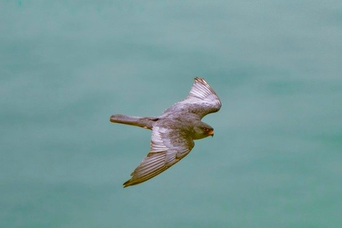 Hà Nội là nơi nằm trên tuyến đường bay của chim cắt Amur, trở thành một “điểm dừng chân lý tưởng” vì vùng bãi ven sông Hồng vẫn còn hệ sinh thái đủ đa dạng, cung cấp nguồn thức ăn tạm thời cho chim di cư chủ yếu là côn trùng, chuồn chuồn và các loài nhỏ bay trên không. Ảnh: rupperrt78.