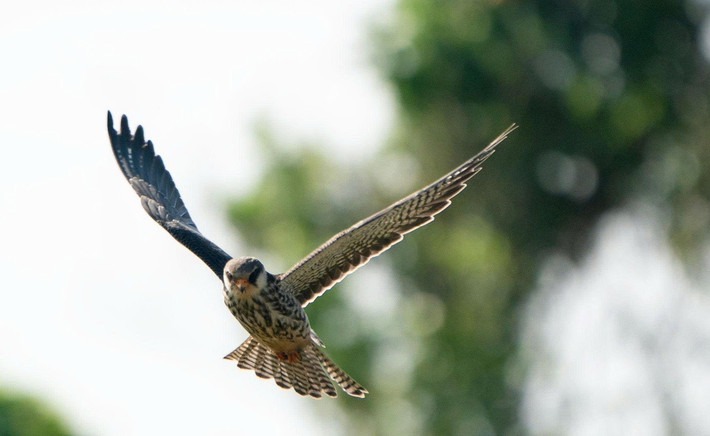 Chim cắt Amur (Falco amurensis, còn gọi là cắt Amur hay Amur falcon) là loài chim săn mồi cỡ nhỏ thuộc họ Cắt (Falconidae). Chúng sinh sản ở khu vực Đông Á, chủ yếu tại Mông Cổ, miền Đông Nga và vùng Đông Bắc Trung Quốc. Ảnh: Tiền phong.
