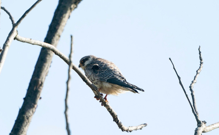 Chim trống có bộ lông xám đen huyền bí, bụng hung đỏ. Trong khi đó, chim mái gây ấn tượng với vòng mắt cam, mỏ đỏ, chân cam - những sắc màu nổi bật giữa nền trời xám nhẹ cuối thu. Ảnh: Tiền phong.