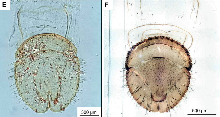Mẫu hóa thạch mà ông Robert tìm thấy là mẫu vật cổ nhất từng được tìm thấy ở Nam bán cầu. Phát hiện này có thể thách thức những giả thuyết về cách chúng tiến hóa. Ảnh: Australian Museum.