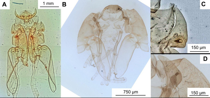 Trước đó, trong nhiều năm, các nhà khoa học cho rằng, những loài côn trùng nước ngọt này tiến hóa ở Bắc bán cầu, phần lớn là do những hóa thạch lâu đời nhất được biết đến được tìm thấy ở các khu vực như Trung Quốc và Siberia - một phần của siêu lục địa thời tiền sử có tên Laurasia. Ảnh: Australian Museum.