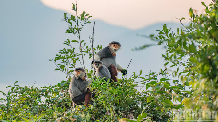 Voọc chà vá chân nâu có tên khoa học là Pygathrix nemaeus, thuộc họ khỉ cựu thế giới (nhằm phân biệt với loài khỉ tân thế giới), là quần thể linh trưởng đặc hữu của Đông Dương. Ảnh: Nhân dân.